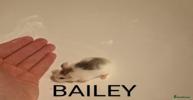 Hamster rodents - Advert 4