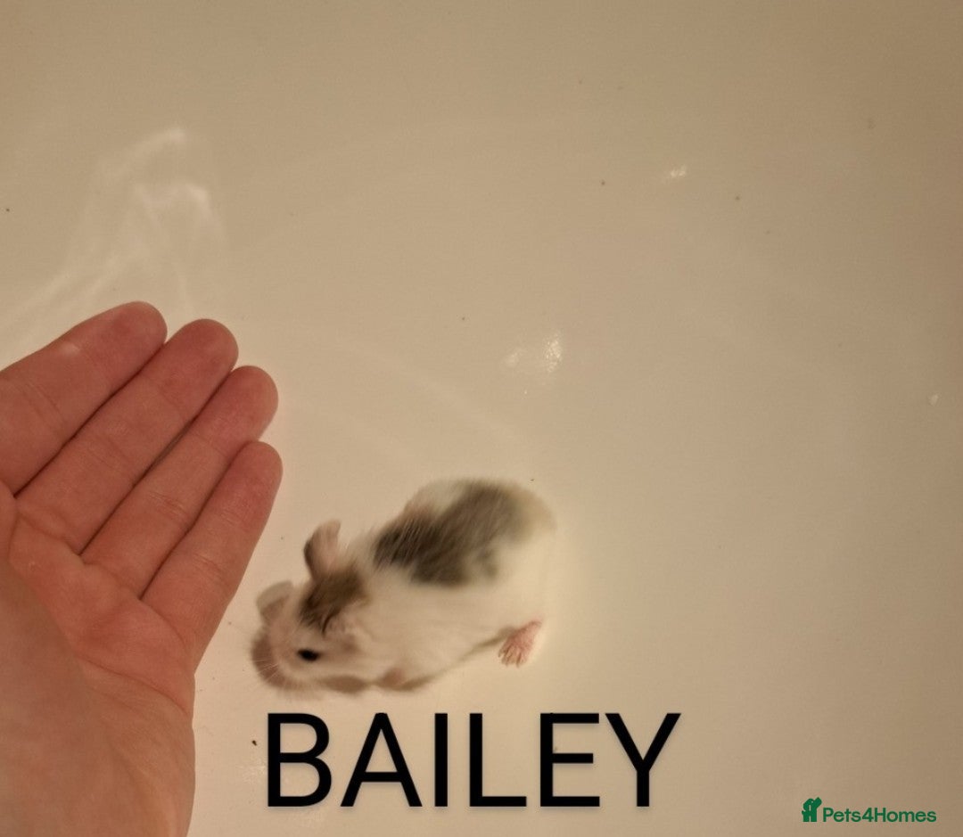 Hamster rodents for sale: Robovoski hamster - Image 3
