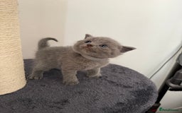 British Shorthair cats for sale: Blue British shorthair  - Image 7