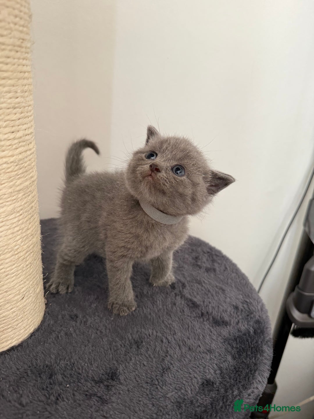 British Shorthair cats for sale: Blue British shorthair  - Image 7