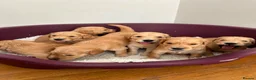 Golden Retriever dogs for sale: KC registered golden retriever puppies  in Ashtead - Advert 5