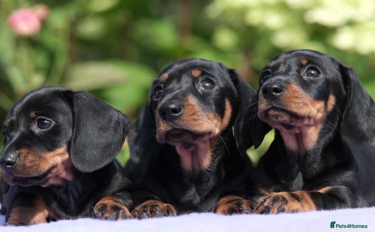 Miniature Dachshund dogs - Advert 3