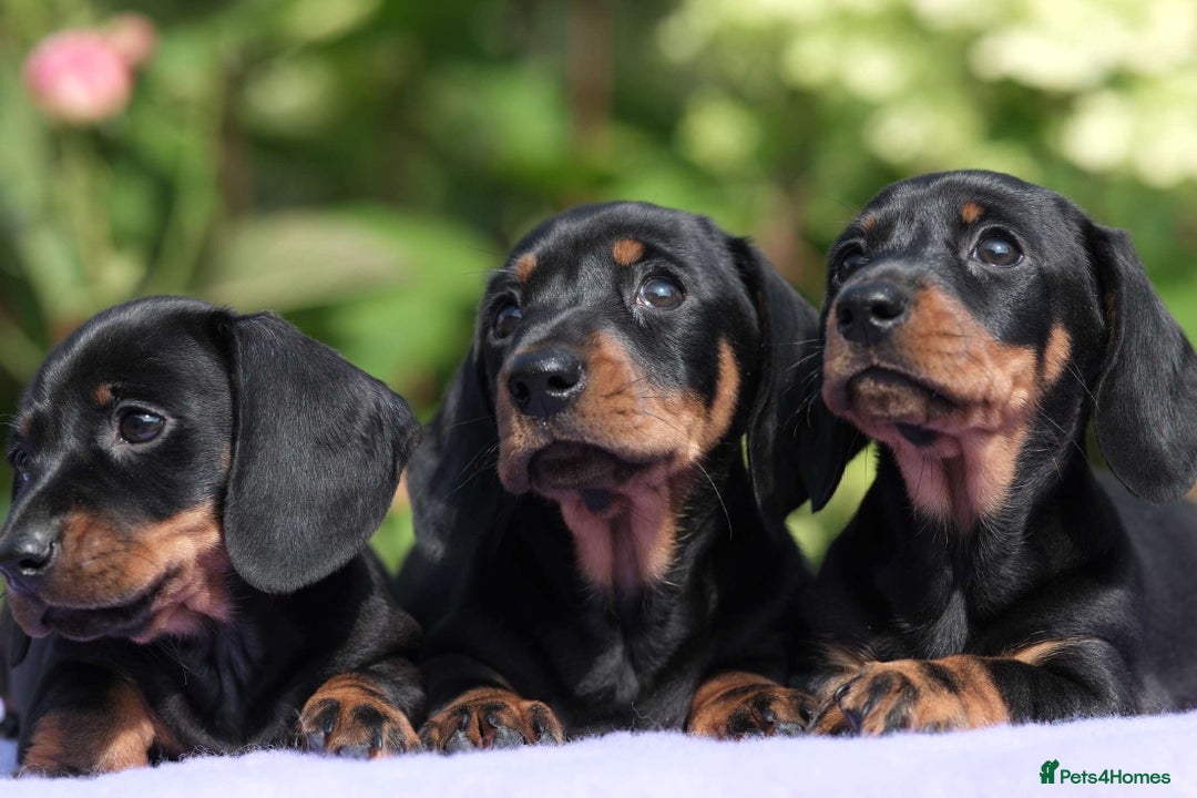 Miniature Dachshund dogs for sale: ✨Quality Miniature Dachshunds✨ - Image 1