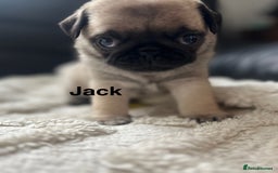 Pug dogs for sale: 1 pug (shug) who was reserved has became available - Image 5