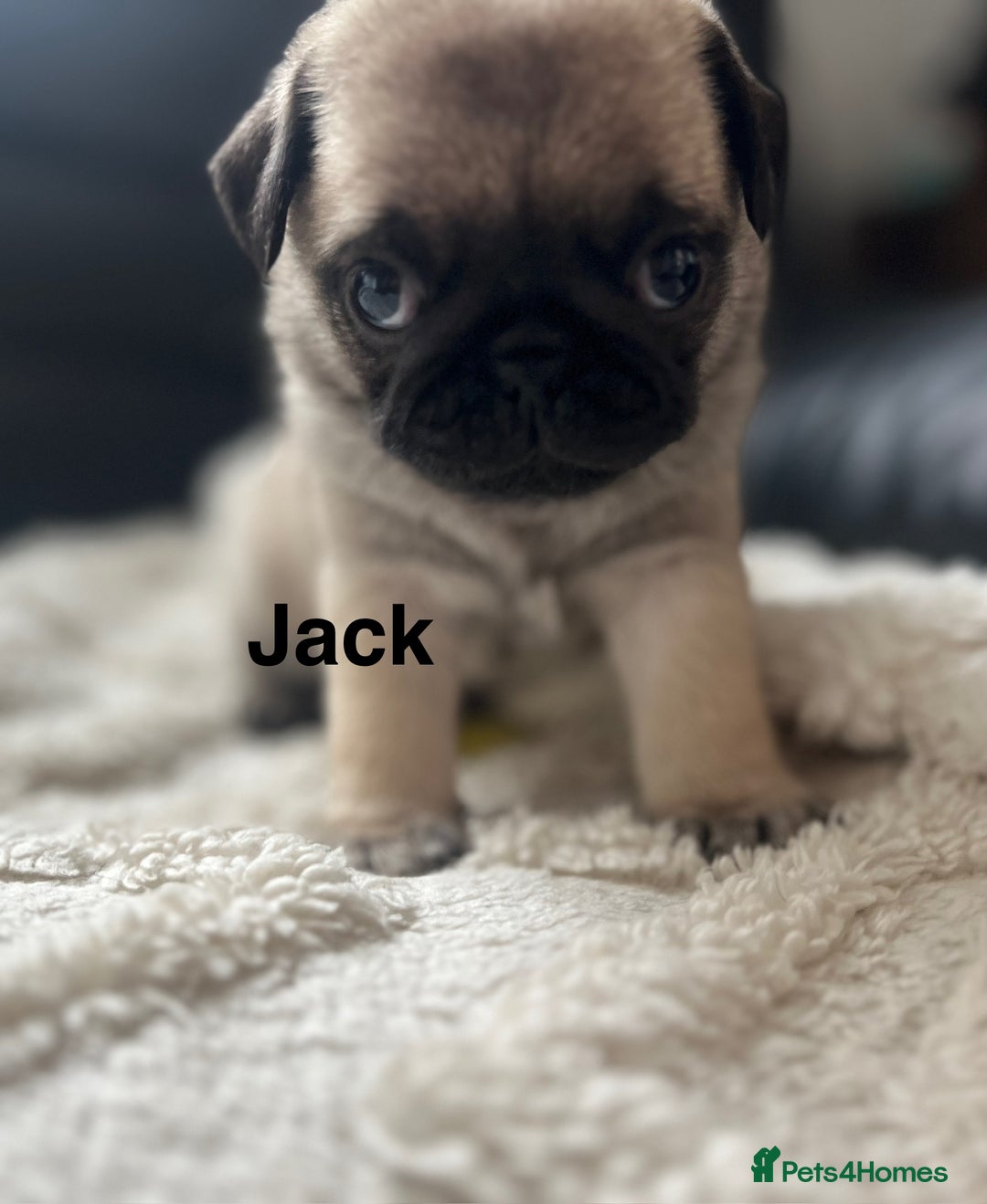Pug dogs for sale: 1 pug (shug) who was reserved has became available - Image 5