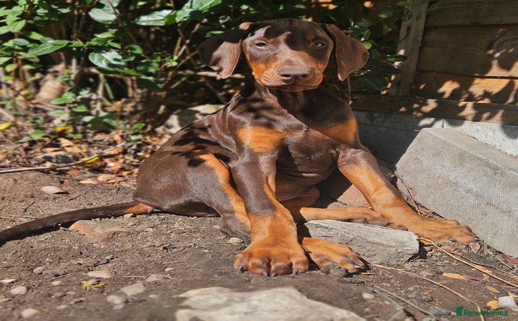 Dobermann dogs - Advert 1