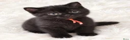 British Shorthair cats for sale: GCCF ready to leave British Shorthair - Advert 13