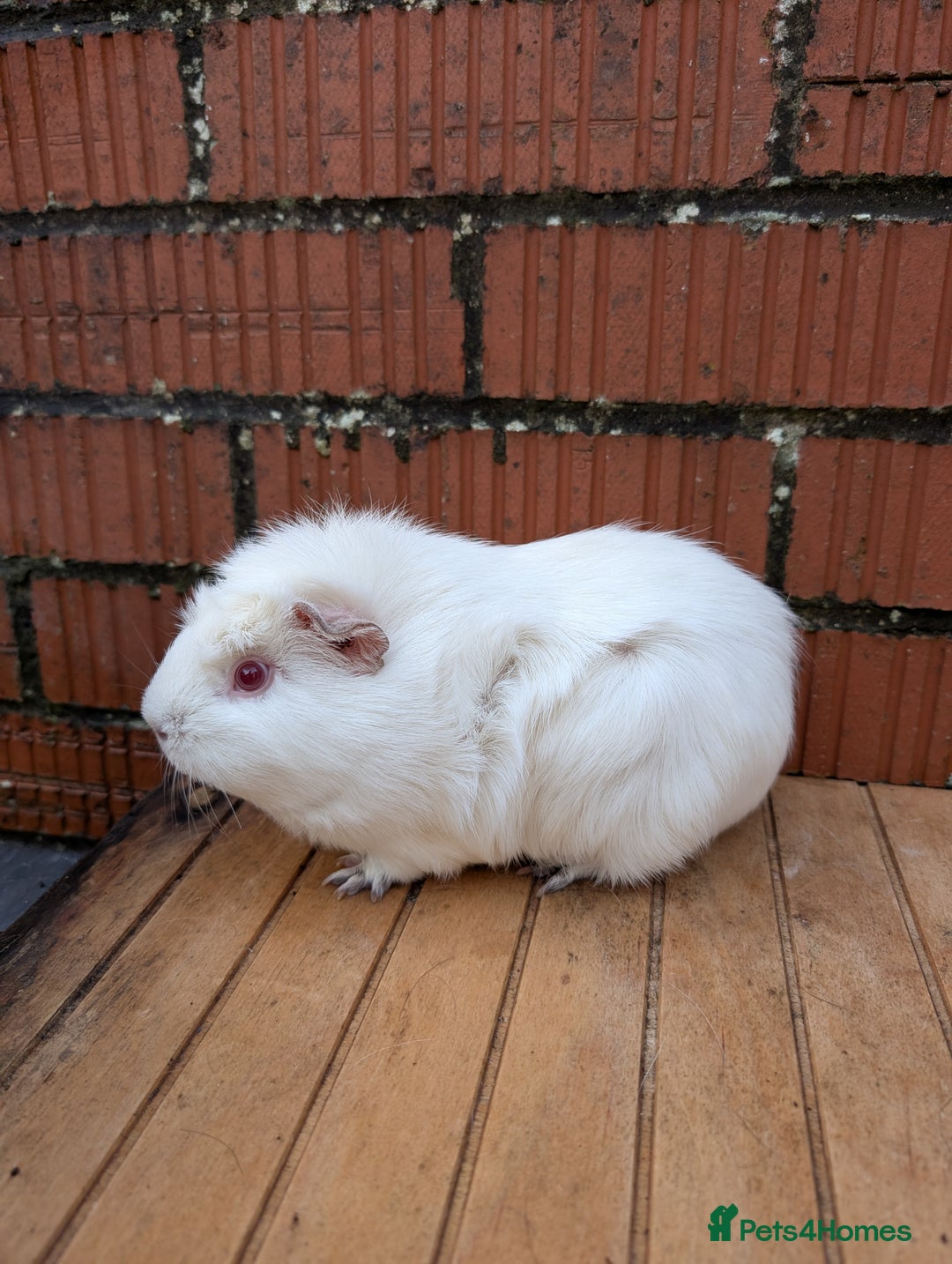 Guinea Pig rodents for sale: Guinea pig sows looking for new homes  - Advert 3