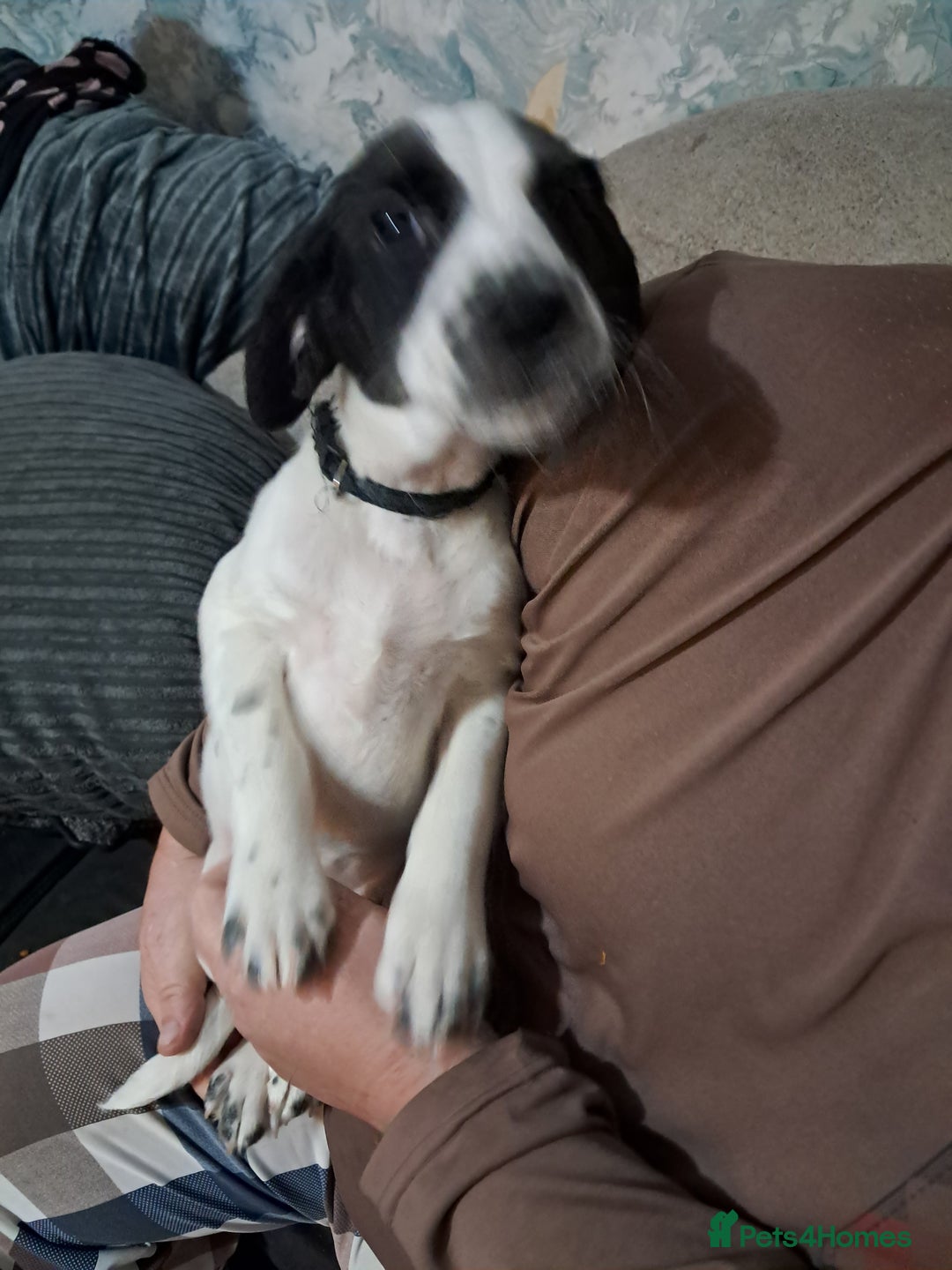 Mixed Breed dogs for sale: Lurcher x jackapoo  pups - Advert 12