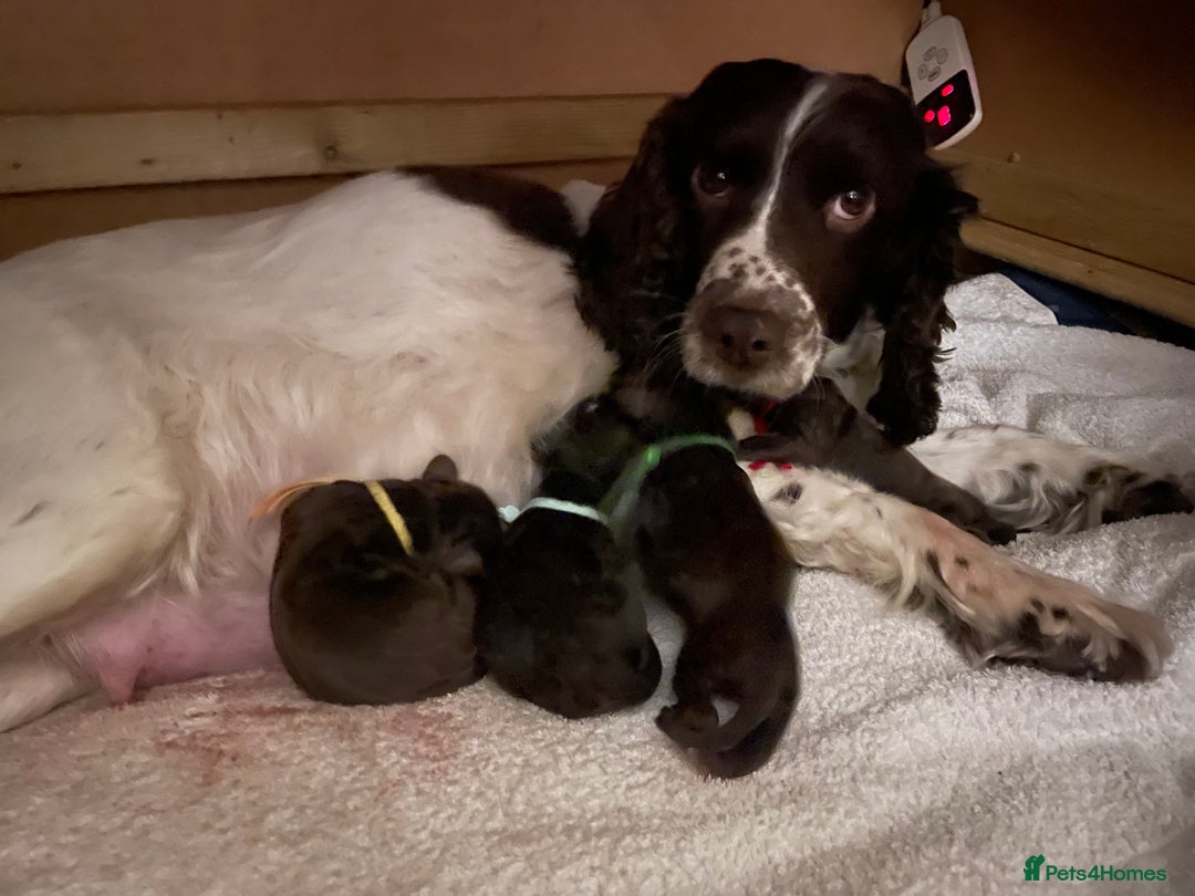 Sprocker dogs for sale: Chocolate brown Sprockers - Advert 1