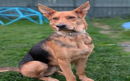 Mixed Breed dogs for adoption: Majestic Charlie  - Advert 8