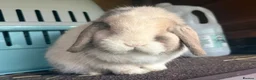 Mini Lop rabbits for sale: Black sabled magpie mini lop buck/boy - Advert 3
