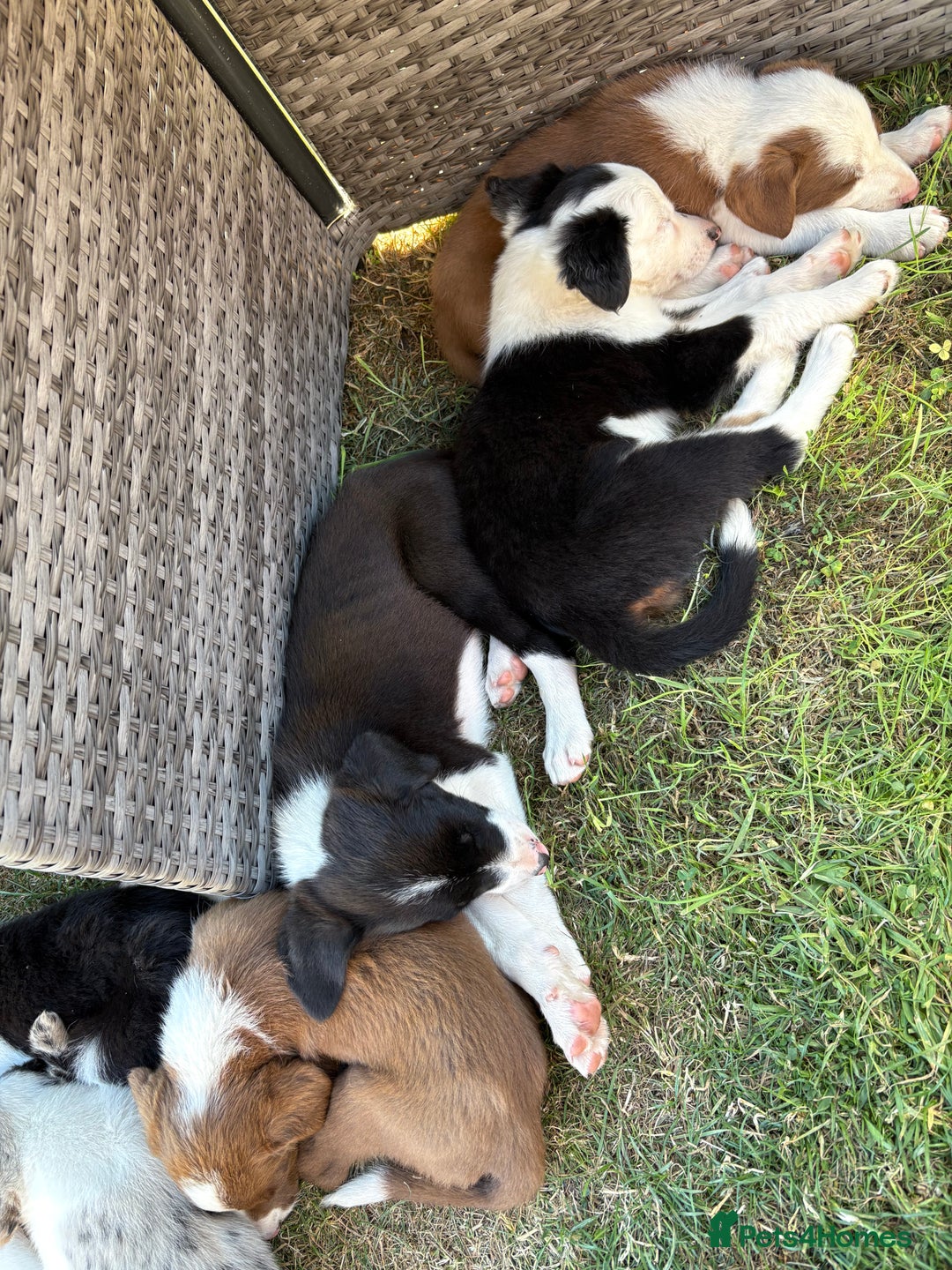 Border Collie dogs for sale: One Wonderful Boy Available - Image 11