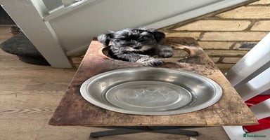 Miniature Schnauzer dogs - Advert 12