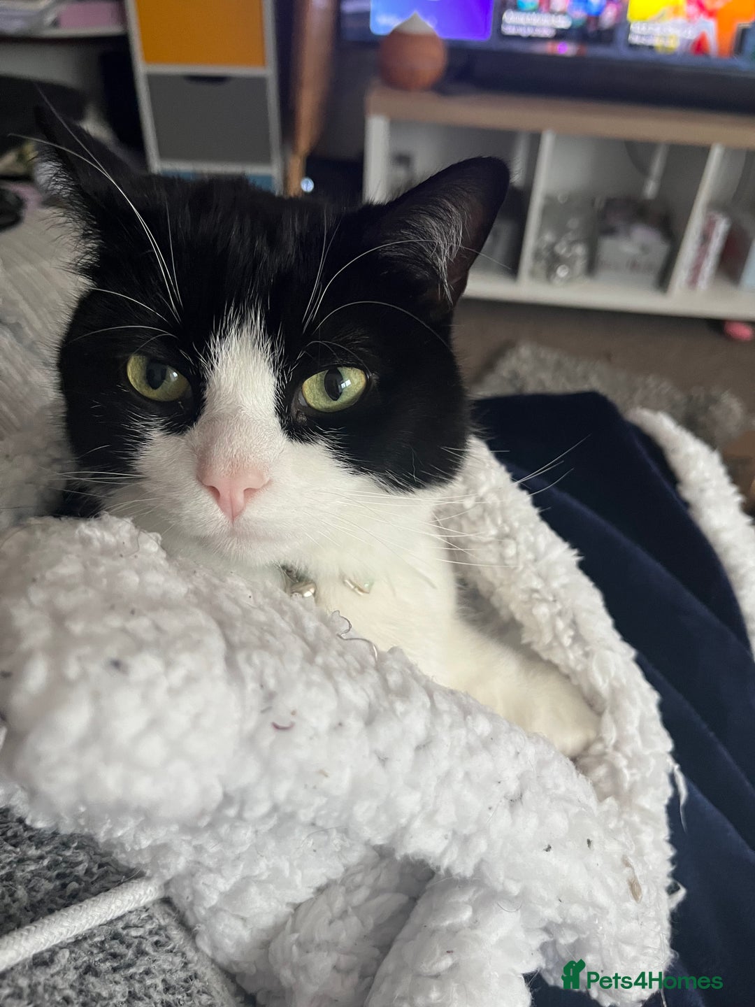Ragdoll cats for sale: Urgent rehome for Felix,b/w neutered male 2yrs - Image 4