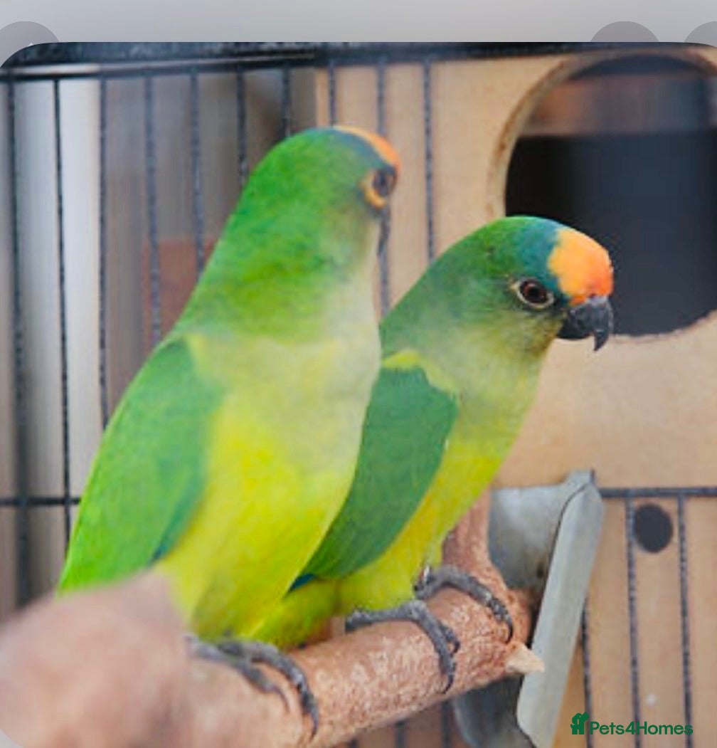 Conures birds Proven Breeding Pair of Conures. - Advert 5