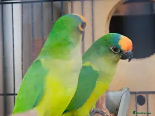 Conures birds Proven Breeding Pair of Conures. - Advert 5