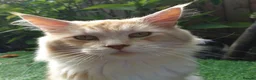 Mixed Breed cats for sale: Beautiful Mixed Breed Kittens - RESERVE  - Advert 16