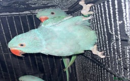 Ringnecks birds for sale: Indian ringnecks blue/green - Image 5