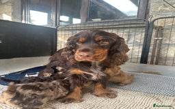 Cockapoo dogs for sale: Beautiful Merle F1 Cockerpoo Pups - Image 1