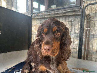 Cockapoo dogs - Advert 1