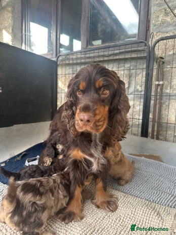 Cockapoo dogs - Advert 1