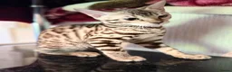 Bengal cats for sale: TICA, GCCF Champion Bloodline Bengal Kittens in London - Advert 31