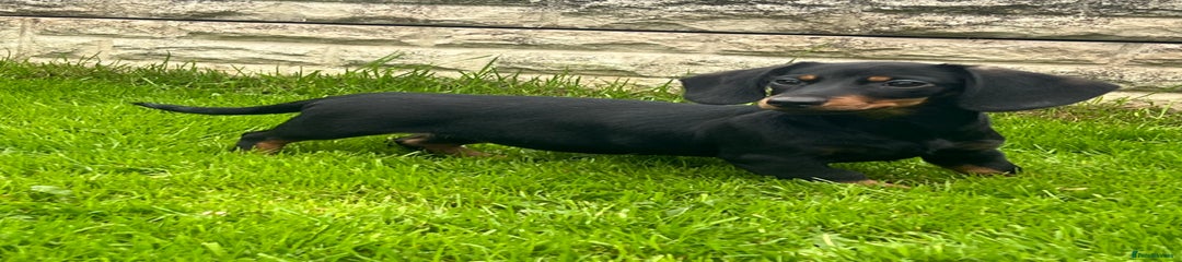 Miniature Dachshund Puppy 5