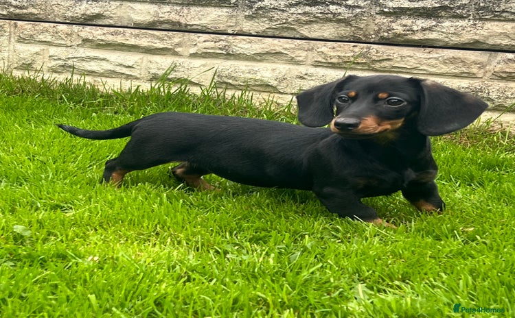 Miniature Dachshund dogs - Advert 4