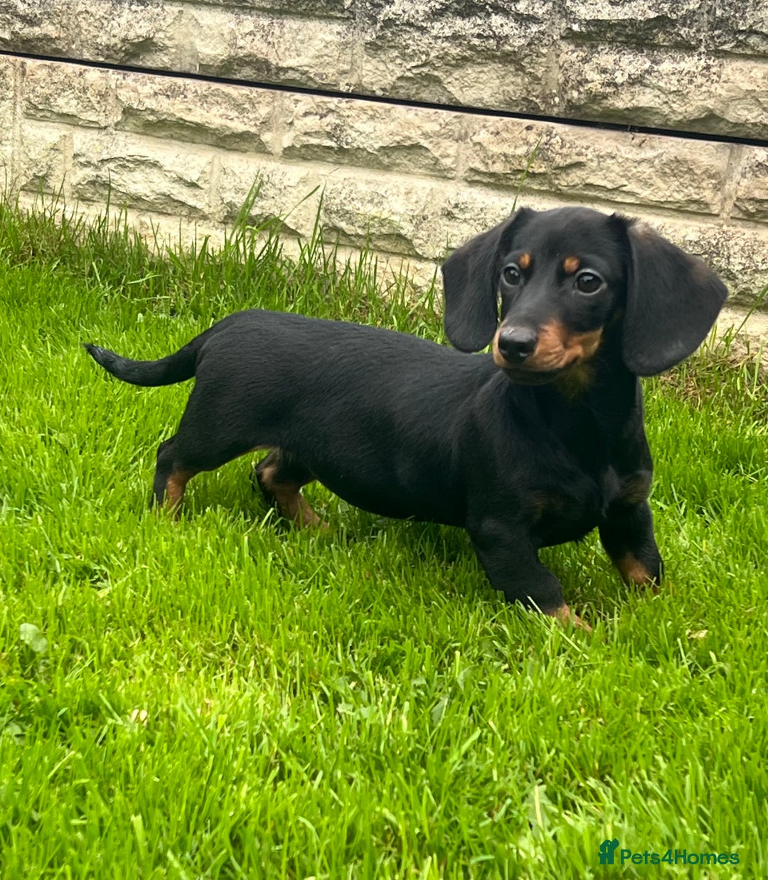 Miniature Dachshund dogs for sale: Miniature Dachshund Boys and Girls - Image 1