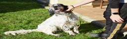 English Setter dogs for adoption: Koi   - Advert 11