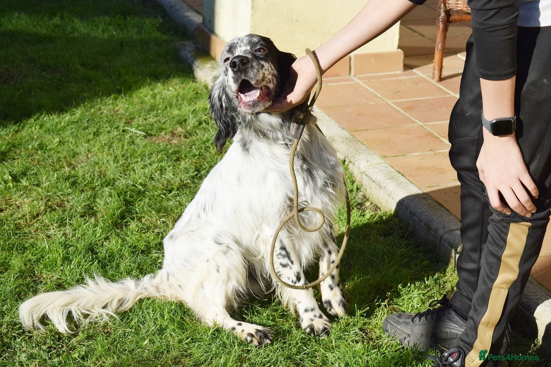 English Setter dogs for adoption: Koi   - Advert 11