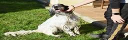 English Setter dogs for adoption: Koi   - Advert 11