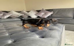 Dachshund dogs for sale: Miniature Sausage Dog Pups READY TO GO Dachshund  - Image 7