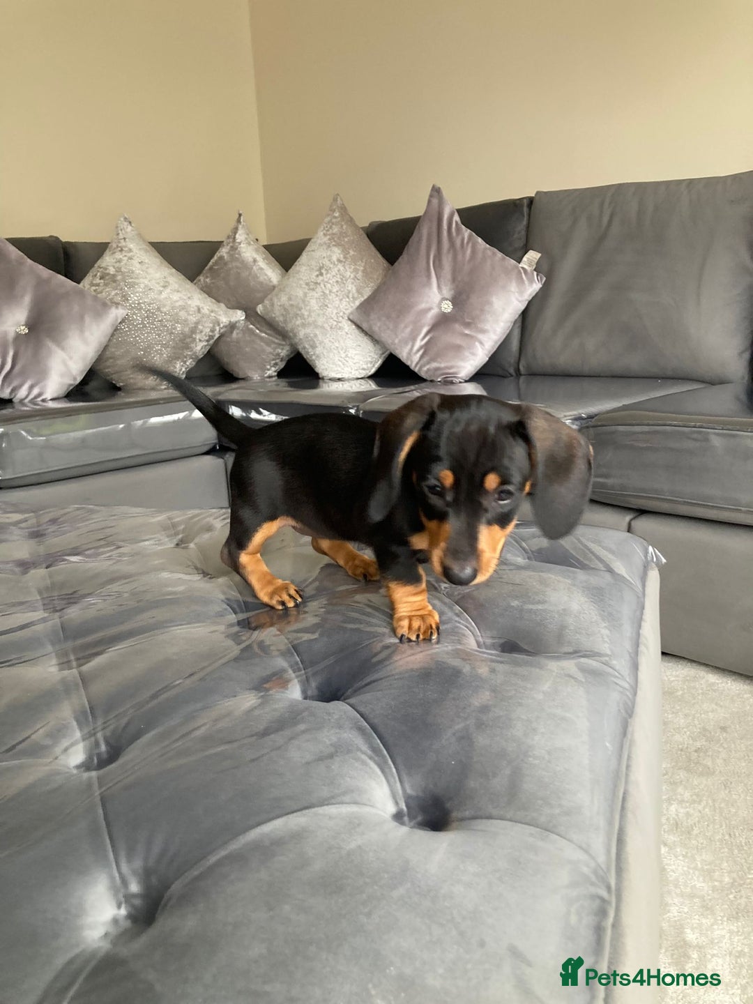 Dachshund dogs for sale: Miniature Sausage Dog Pups READY TO GO Dachshund  - Image 7