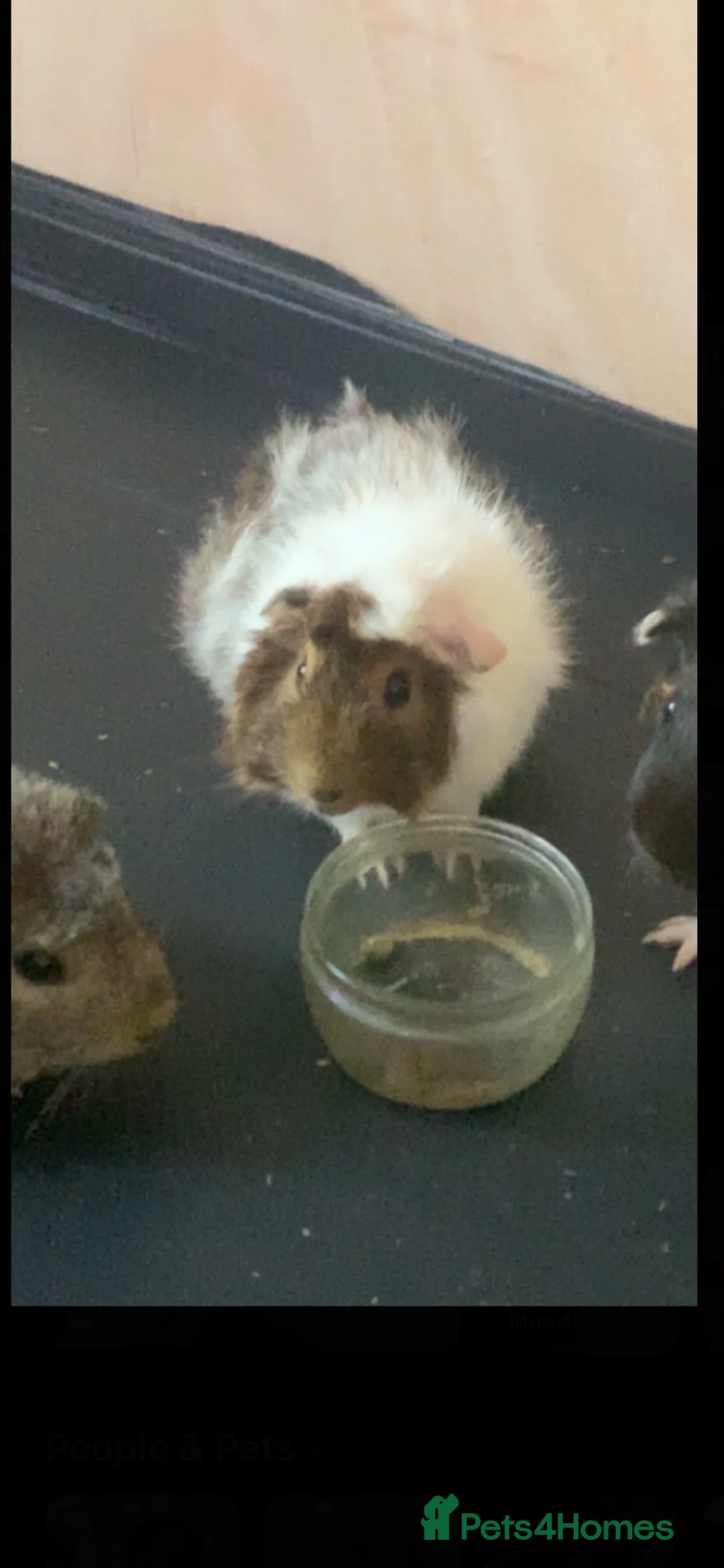 Guinea Pig rodents for sale: Gibson, male guinea pig - Advert 1