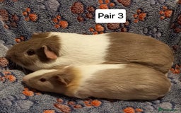 Guinea Pig rodents for sale: Bonded guinea pigs - Boars and Sows available  - Advert 3