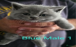 British Shorthair cats for sale: 🐈‍⬛ Last Blue Male 🐈‍⬛ British Shorthair - Image 8