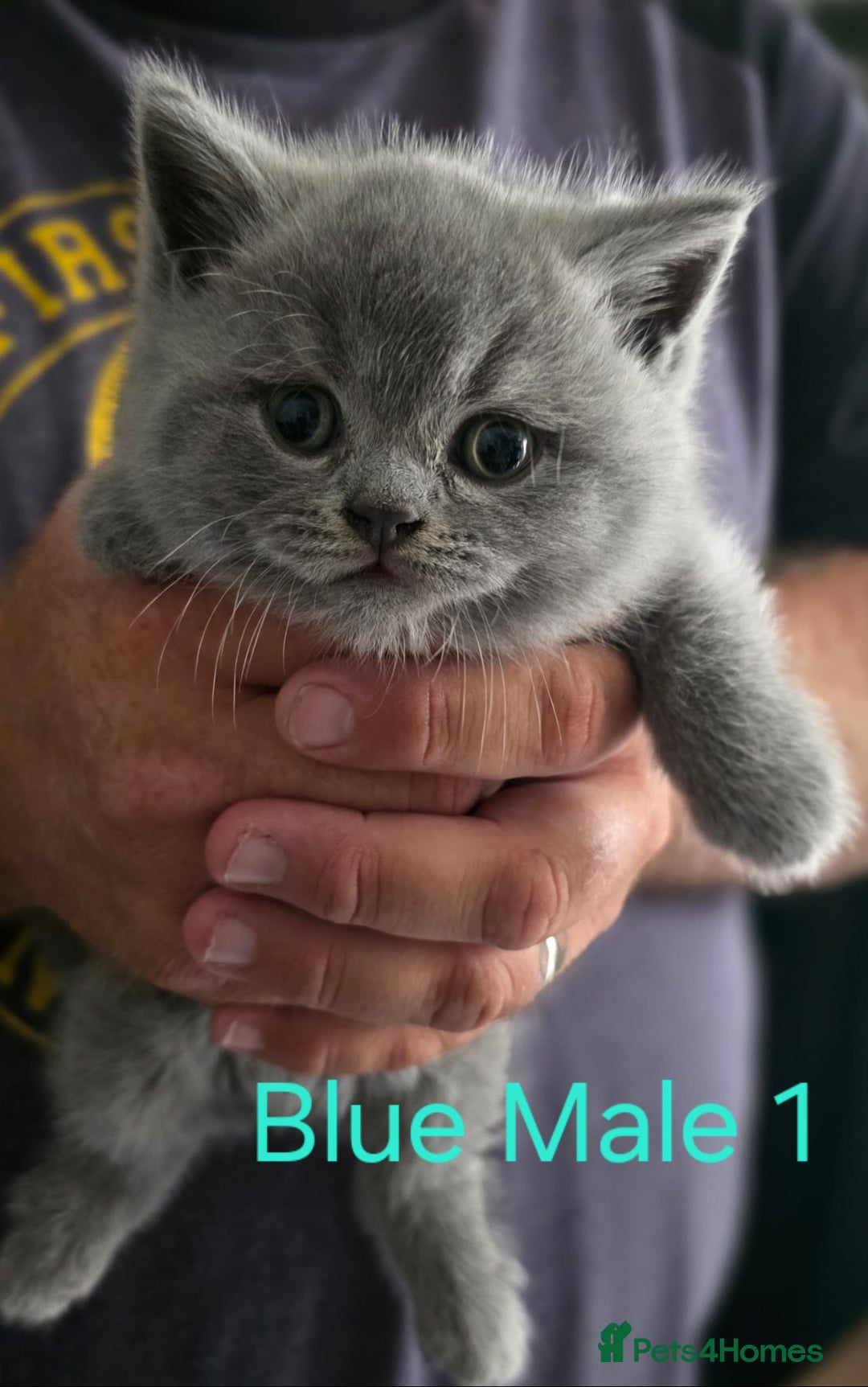 British Shorthair cats for sale: 🐈‍⬛ Last Blue Male 🐈‍⬛ British Shorthair - Image 8