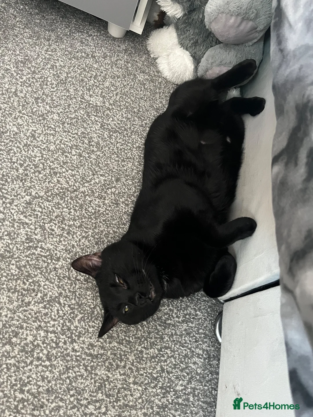 Mixed Breed cats for sale: Patrick and Ruben  - Advert 2