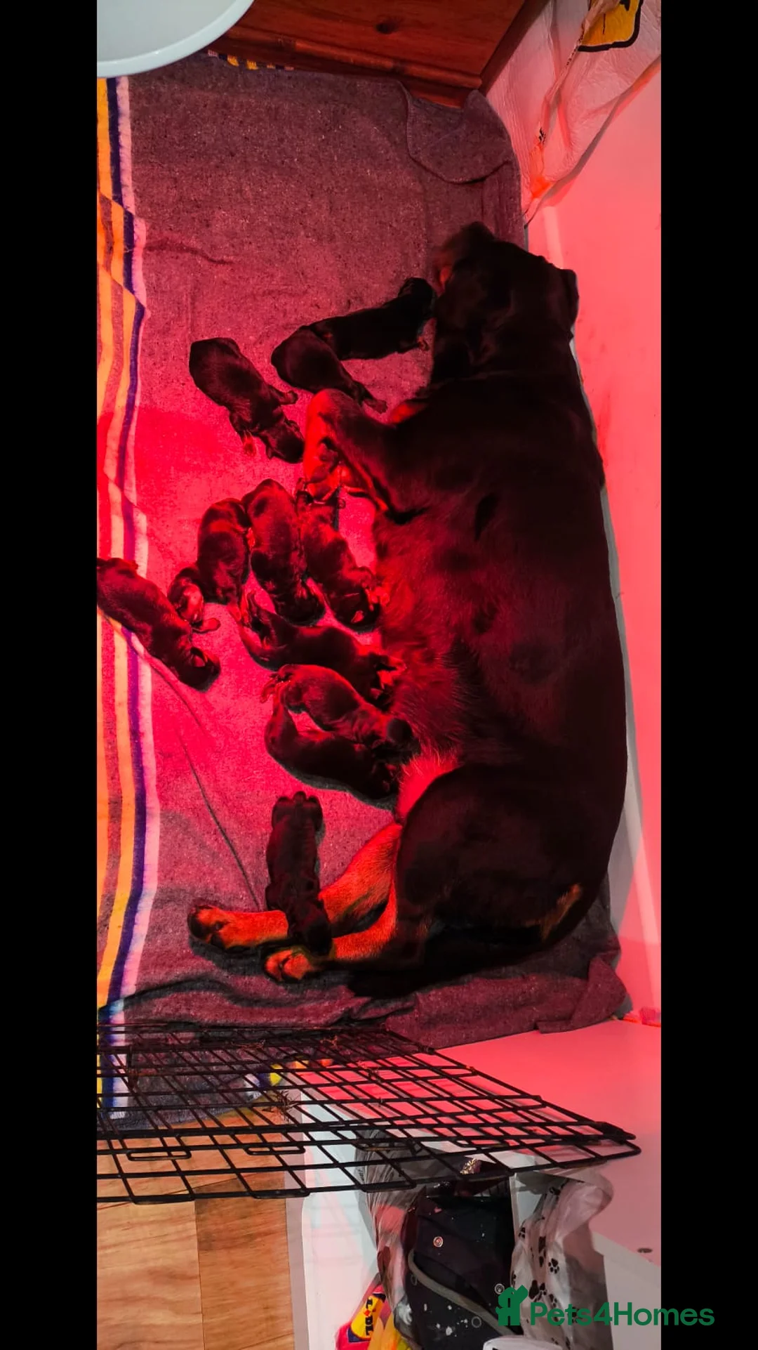 Rottweiler dogs for sale: ONLY 1 BOY LEFT Champion Bloodline KC Rottweilers - Advert 8