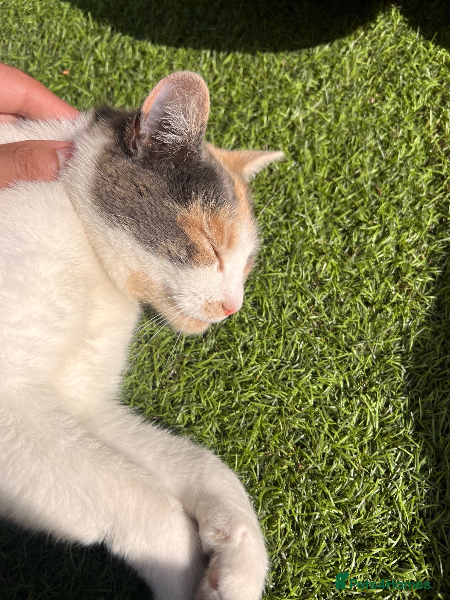 Mixed Breed cats Nezuko for sale - Advert 14