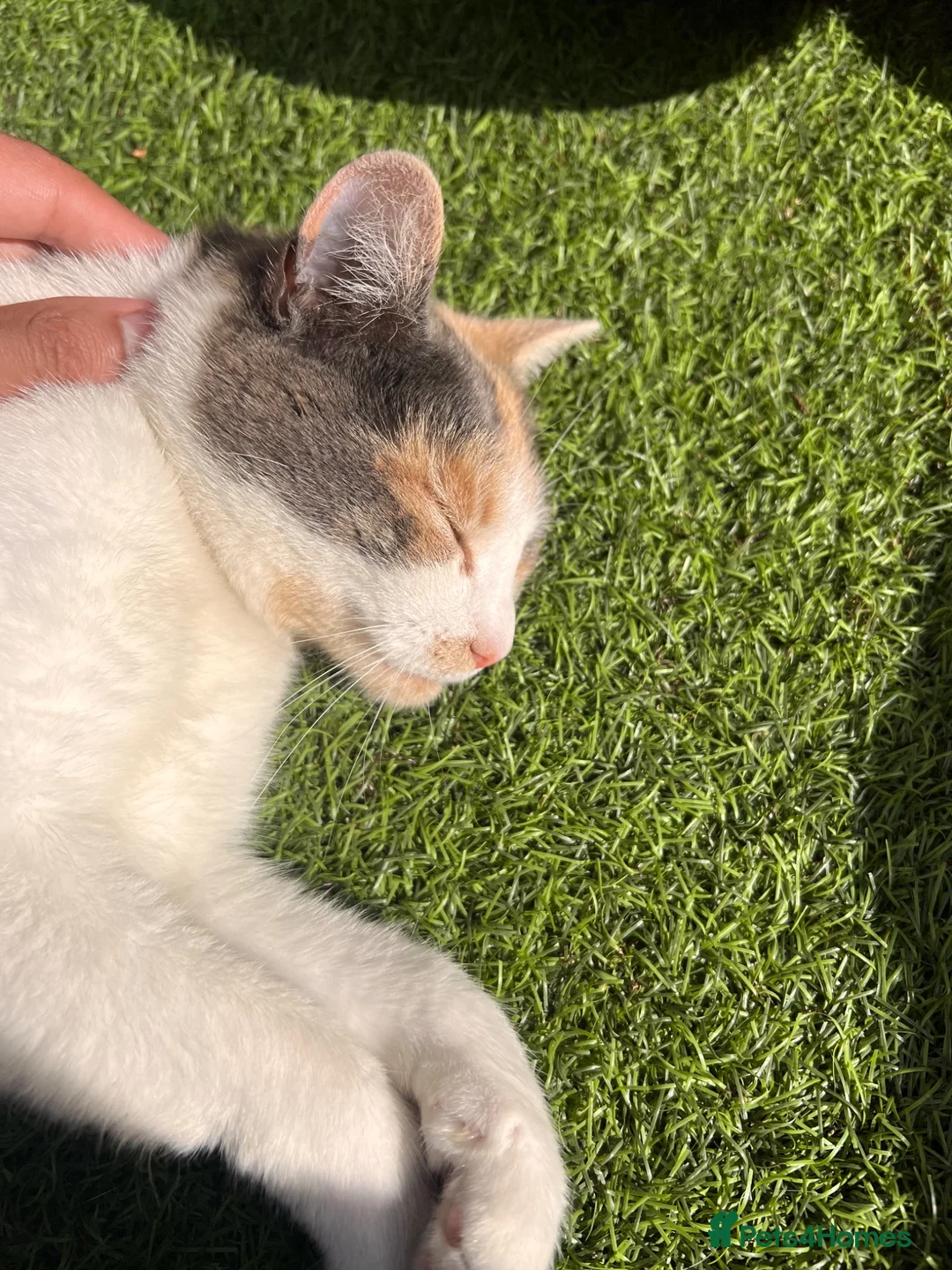 Mixed Breed cats for sale: Nezuko for sale in Dartford - Advert 1