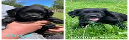 Cockerdor dogs for sale: ****GORGEOUS COCKERDOR PUPPIES**** in Tiverton - Advert 5