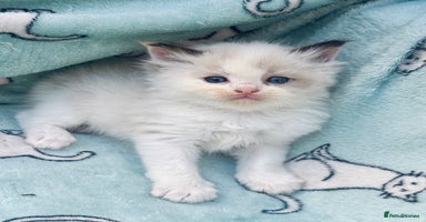 Ragdoll cats - Advert 15
