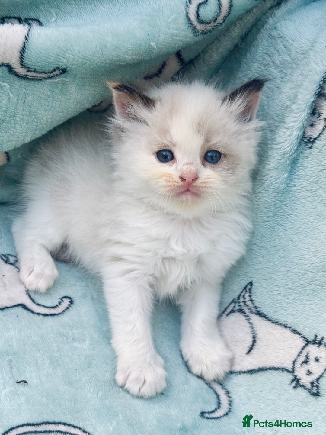 Ragdoll cats for sale: Tortie flame mink sepia cherubim tica females  - Image 6