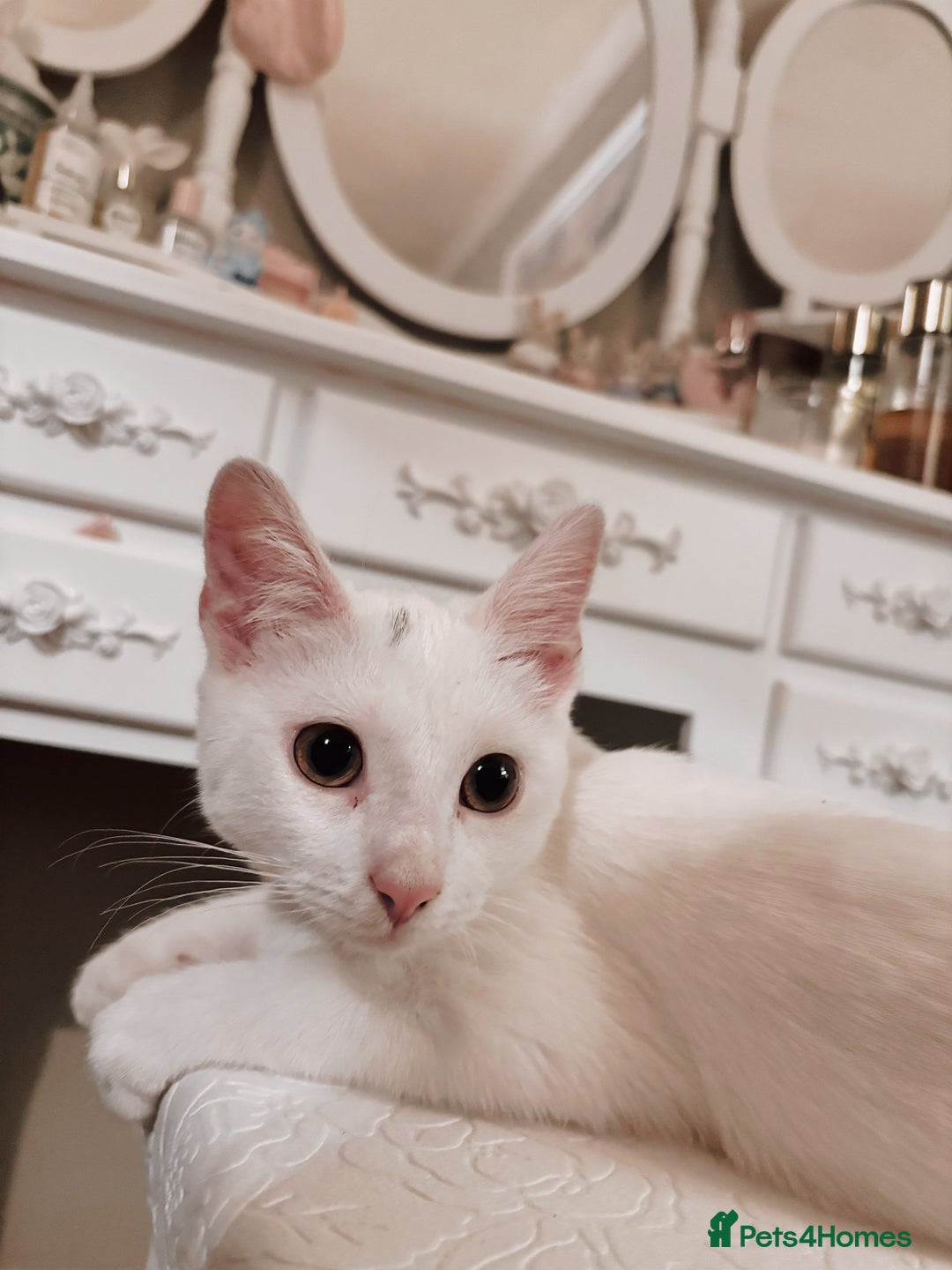 Khao Manee cats for sale: Dotty - Advert 3