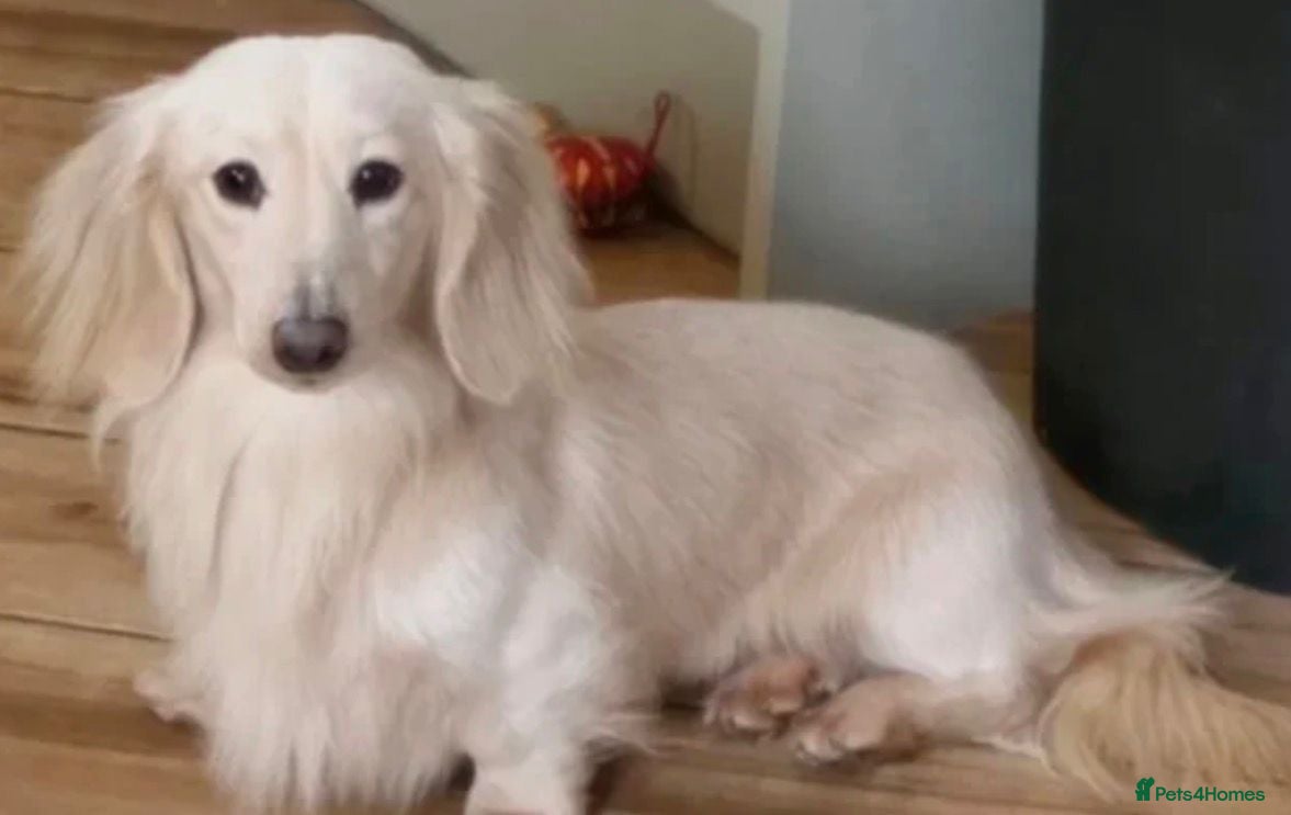 Miniature Dachshund dogs READY TO GO🐶🤍 Long Hair Miniature Dachshund - Advert 1
