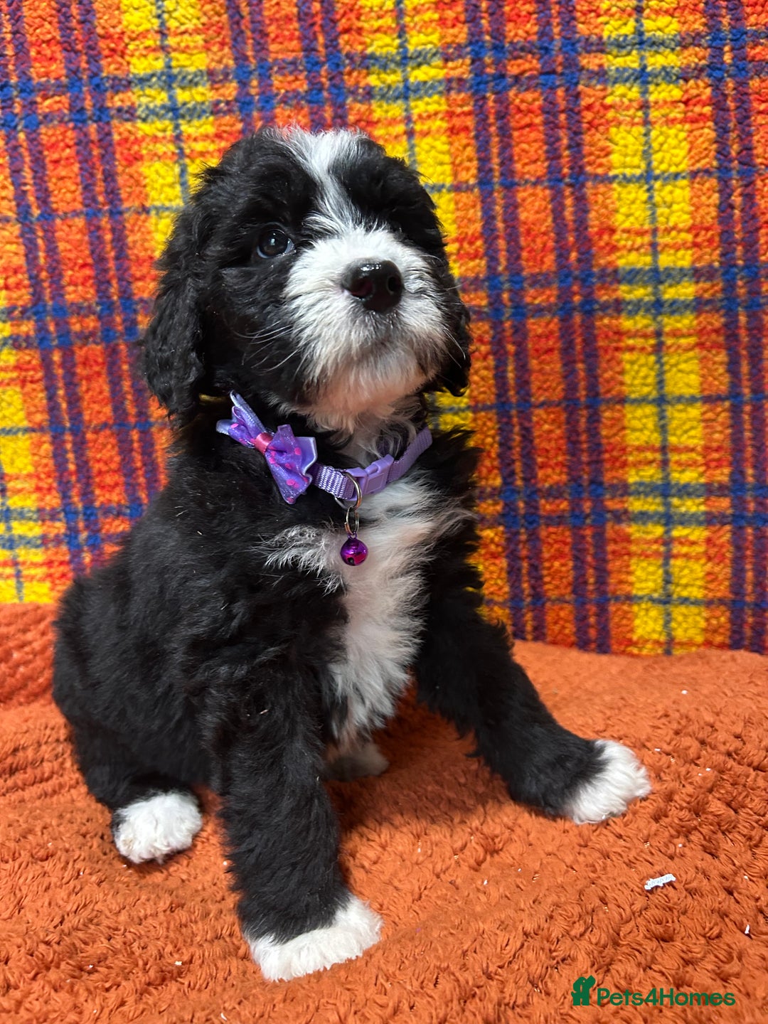 Bernedoodle dogs for sale: F1 standard Bernedoodle puppies. Licensed breeder - Advert 24