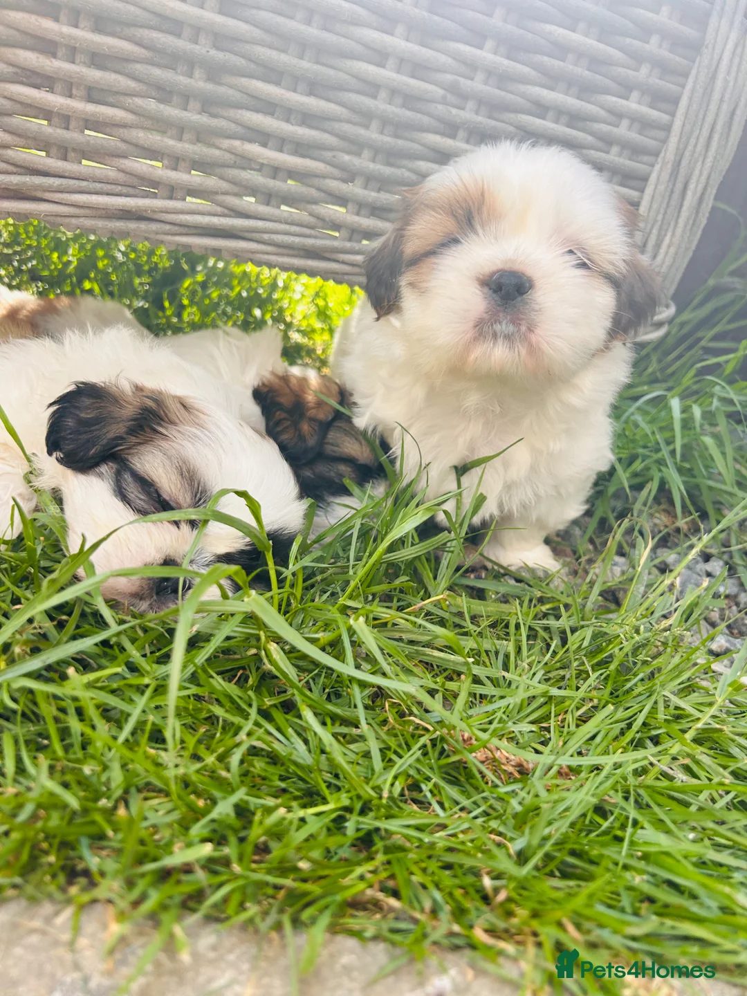Shih Tzu dogs for sale: Beautiful imperial shih - tzu puppies  in Hatfield - Advert 2